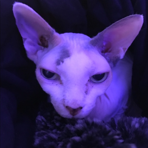 Meet your Posher, D - Picture 1 of 1